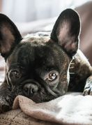 Slatki francuski buldog