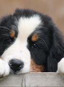 Bernski planinski pas