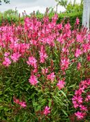 Gaura