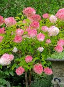 Hortenzija paniculata Vanille