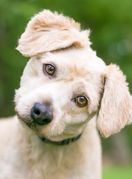 Psi naginju glavu kad im govorimo