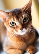 Ovo je najinteligentnija pasmina mačke