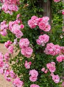 Ruže bez trnja simbol su Velike Gospe