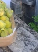 Košara puna smokvi u Malinskoj