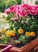 Uz ove savjete vaše će biljke prodisati