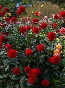 Dalije su među cvijećem koje vole kasno ljeto