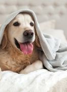 26. kolovoza obilježavamo Međunarodni dan pasa