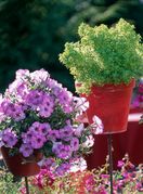 U posudi odgovarajuće veličine biljke će biti sretnije nego ikad