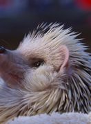 Miloš se najbolje opušta u Mijinu krilu