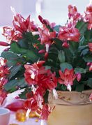 Božićni kaktus - 5