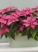 Ružičasta božićna zvijezda