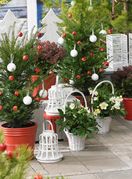 Ukrašena drvca u dvorištima