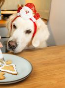 Pripazite na to kakve ostatke blagdanske hrane dajete ljubimcima