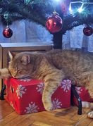 Sonja Banjan Matosevic