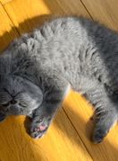 Maca leži na leđima