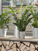 Zamija prema feng shuiju u dom donosi sreću i novac