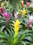 Bromelia