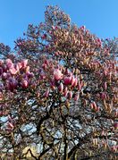 Magnolija sa zagrebačkog Tomislavca već je procvjetala