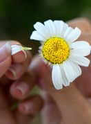 'Voli me, ne voli me'