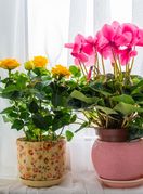 Jedan sastojak iz kuhinje učinit će čuda za vaše cvijeće