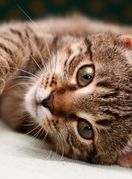 Mačji brkovi jednako su fascinantni kao i same mace