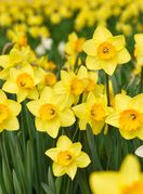 Narcis je nježan cvijet jači i od snijega