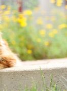 Mačak Finn dugačak je čak 1,3 metra