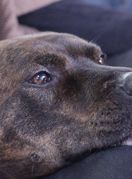 Pas drži glavu u krilu