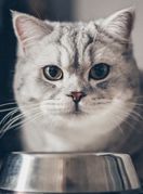 Mačka pored posude s hranom