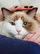 Mačka sjedi u krilu