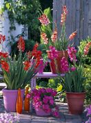 Iako gladiole najčešće viđamo u vrtovima i velikim cvjetnim gredicama, dobra vijest je da ih možete uzgojiti i u tegli - 6