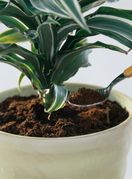 Kava nije dobro rješenje za neke biljke