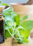 Ulje divljeg origana