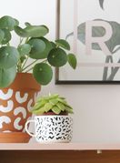 Pilea peperomioides (Kineski dolar) je biljka koja privlači energiju bogatstva i blagostanja - 1