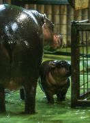 Malena patuljasta vodenkonjica iz zagrebačkog zoo vrta dobila je ime Lotta