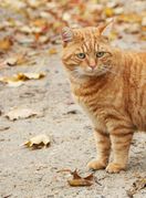 Obješena koža na trbuhu pruža dodatnu zaštitu abdominalnom području