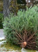 Što s borom nakon blagdana?