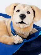 Robotski psić Jennie društvo je osobama koje boluju od Alzheimerove bolesti - 6