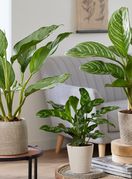 Neke biljke doista su spas za sve koji nemaju vremena