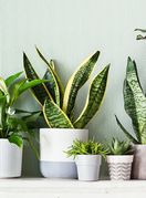 Neke biljke trebaju malo drugačiju njegu