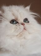 Perzijska mačka jedna je od najstarijih pasmina na svijetu - 3