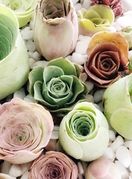 Sukulenti u obliku ruže