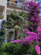 Denis Bojčić iz Splita strastveni je uzgajivač bugenvilija, hibiskusa i ostalog bilja - 3