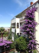 Denis Bojčić iz Splita strastveni je uzgajivač bugenvilija, hibiskusa i ostalog bilja - 6