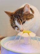 Maca piju vodu iz mačje fontane