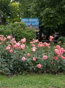 Velika Gorica ima svoju ružu koja krasi nekoliko lokacija u gradu - 10