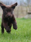 Štene labradora retrivera