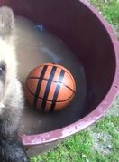 Medvjedić Matija u oporavilištu ZOO vrta u Zagrebu izrasta u velikog gurmana, a tople dane krati kupanjem u bazenčiću - 1