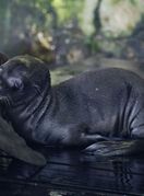 Mladunče kalifornijskog morskog lava i mladunče alpake novi su stanovnici Zoološkog vrta grada Zagreba - 6