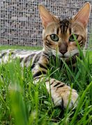 Bengalska mačka zbog svojeg točkastog krzna podsjeća na leoparda - 3